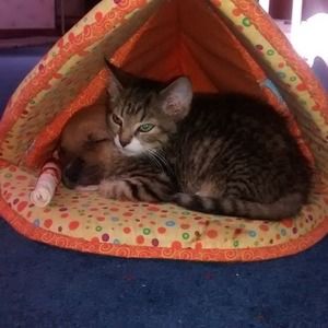 Meet your Posher, Cindy